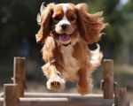 Un Cavalier King Charles Spaniel sautant par dessus une barre et portant un collier autour du cou