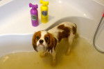 Un Cavalier King Charles Spaniel dans une baignoire
