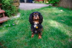 Un Cavalier King Charles Spaniel assis dans un jardin et portant un collier autour du cou