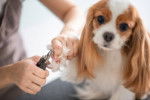 Un Cavalier King Charles Spaniel se faisant tailler les ongles 