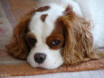 Caline - Cavalier King Charles Spaniel (9 ans)