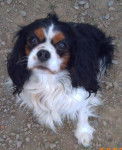 Streetbike's - Cavalier King Charles Spaniel Mâle (8 ans)