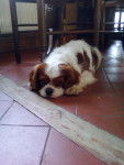 Atout - Cavalier King Charles Spaniel Mâle (5 ans)