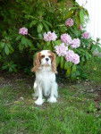 Charly - Cavalier King Charles Spaniel Mâle (4 ans)