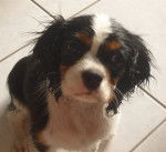DUSTIN - Cavalier King Charles Spaniel Mâle (8 mois)