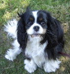 Alaïka - Cavalier King Charles Spaniel (3 ans)