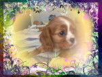 Golam - Cavalier King Charles Spaniel Mâle (3 mois)