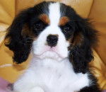 elvis - Cavalier King Charles Spaniel Mâle (2 ans)