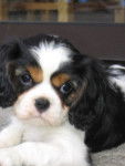 eden - Cavalier King Charles Spaniel (2 ans)