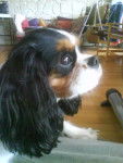 Wina - Cavalier King Charles Spaniel (2 ans)