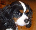 caille - Cavalier King Charles Spaniel Mâle (8 mois)