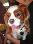 sissy - Cavalier King Charles Spaniel (6 ans)