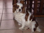 NJ - Cavalier King Charles Spaniel (6 ans)