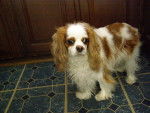 Molly - Cavalier King Charles Spaniel
