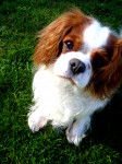 Baila - Cavalier King Charles Spaniel (4 ans)