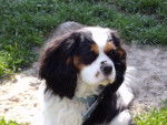 droopy - Cavalier King Charles Spaniel Mâle (7 mois)
