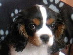 bobby - Cavalier King Charles Spaniel Mâle (10 mois)