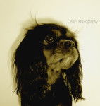 Easy-Love - Cavalier King Charles Spaniel (2 ans)