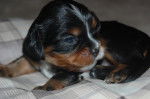 Snickers - Cavalier King Charles Spaniel Mâle (1 mois)
