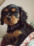 Charlie - Cavalier King Charles Spaniel (3 ans)