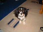 Polly - Cavalier King Charles Spaniel (7 ans)