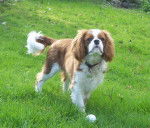 DICKENS - Cavalier King Charles Spaniel Mâle (1 an)