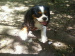 Benjy - Cavalier King Charles Spaniel Mâle (3 ans)