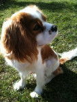 falko - Cavalier King Charles Spaniel Mâle (1 an)