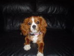 Ruby - Cavalier King Charles Spaniel (4 mois)