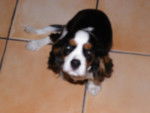 Rocky - Cavalier King Charles Spaniel Mâle (1 an)