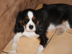 Rocky - Cavalier King Charles Spaniel Mâle (1 an)
