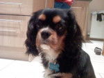 Rocky - Cavalier King Charles Spaniel Mâle (5 ans)