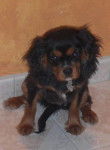 Fibbie - Cavalier King Charles Spaniel (1 an)