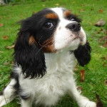 Boston - Cavalier King Charles Spaniel Mâle (3 ans)