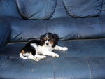 Diesel - Cavalier King Charles Spaniel Mâle (11 mois)