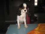 Mandise - Cavalier King Charles Spaniel (9 mois)