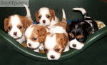 Magui ( en haut au milieu) - Cavalier King Charles Spaniel (9 mois)