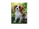 Lovey - Cavalier King Charles Spaniel (3 mois)