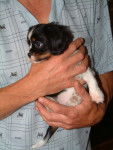 Polly - Cavalier King Charles Spaniel