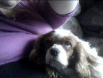 celeste - Cavalier King Charles Spaniel (6 ans)