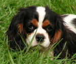 eglantine - Cavalier King Charles Spaniel (3 mois)