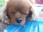 Kito - Cavalier King Charles Spaniel (7 ans)