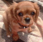 Ruby - Cavalier King Charles Spaniel (2 ans)