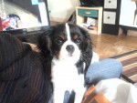 goofy - Cavalier King Charles Spaniel Mâle (4 mois)