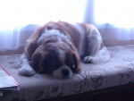 Libby - Cavalier King Charles Spaniel (9 ans)