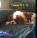 Comette - Cavalier King Charles Spaniel (5 ans)