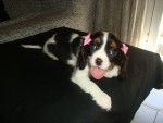 Keisy - Cavalier King Charles Spaniel (2 ans)