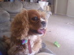 Bootsie - Cavalier King Charles Spaniel (5 ans)