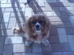 Bootsie - Cavalier King Charles Spaniel (5 ans)