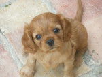 Bella - Cavalier King Charles Spaniel (6 mois)